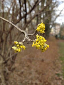 Kornelkirschblüten / Copyright: wilderwegesrand.de