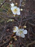 Schlehenblüte (Copyright: wilderwegesrand.de)