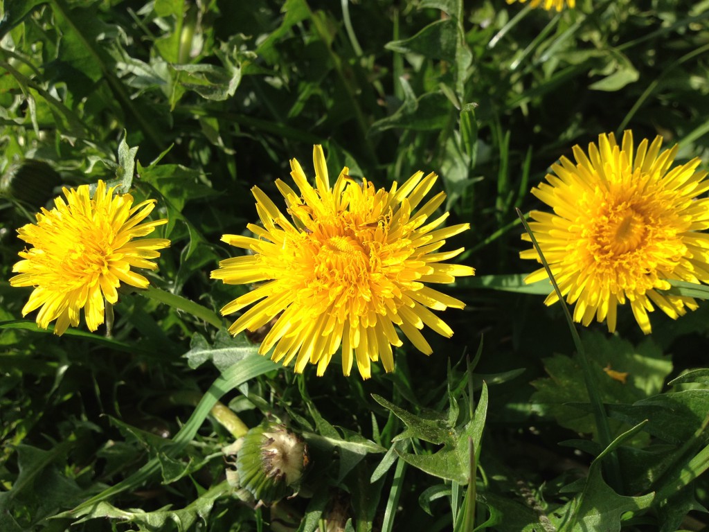 Löwenzahnblüte / Copyright: wilderwegesrand.de