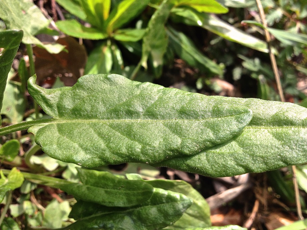 Sauerampfer_Blatt_draussen