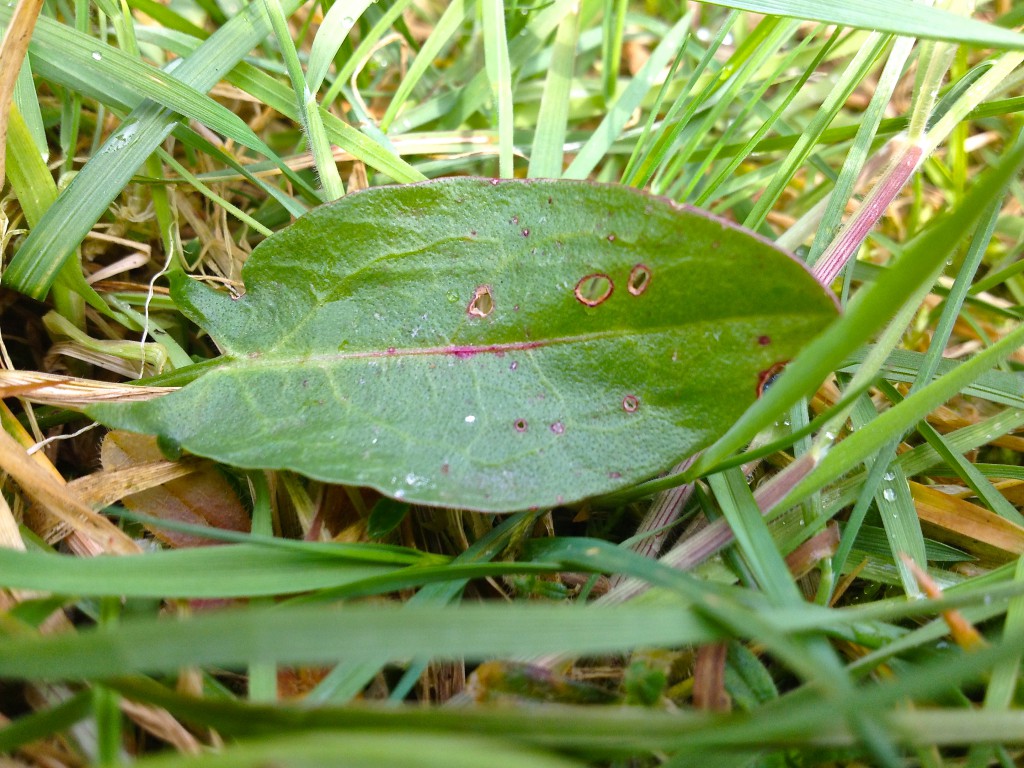 Sauerampfer_Blatt_Wiese