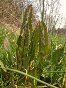 Sauerampfer_Wiese_hoch