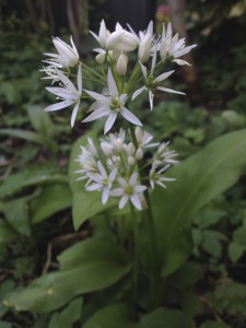 Bärlauchblüte /Copyright: wilderwegesrand.de