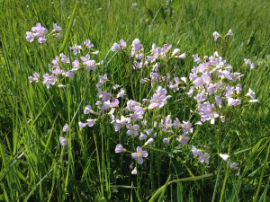 Wiesenschaumkraut (Copyright: wilderwegesrand.de)