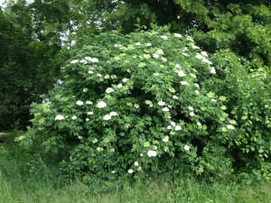 Holunderstrauch/Copyright: wilderwegesrand.de