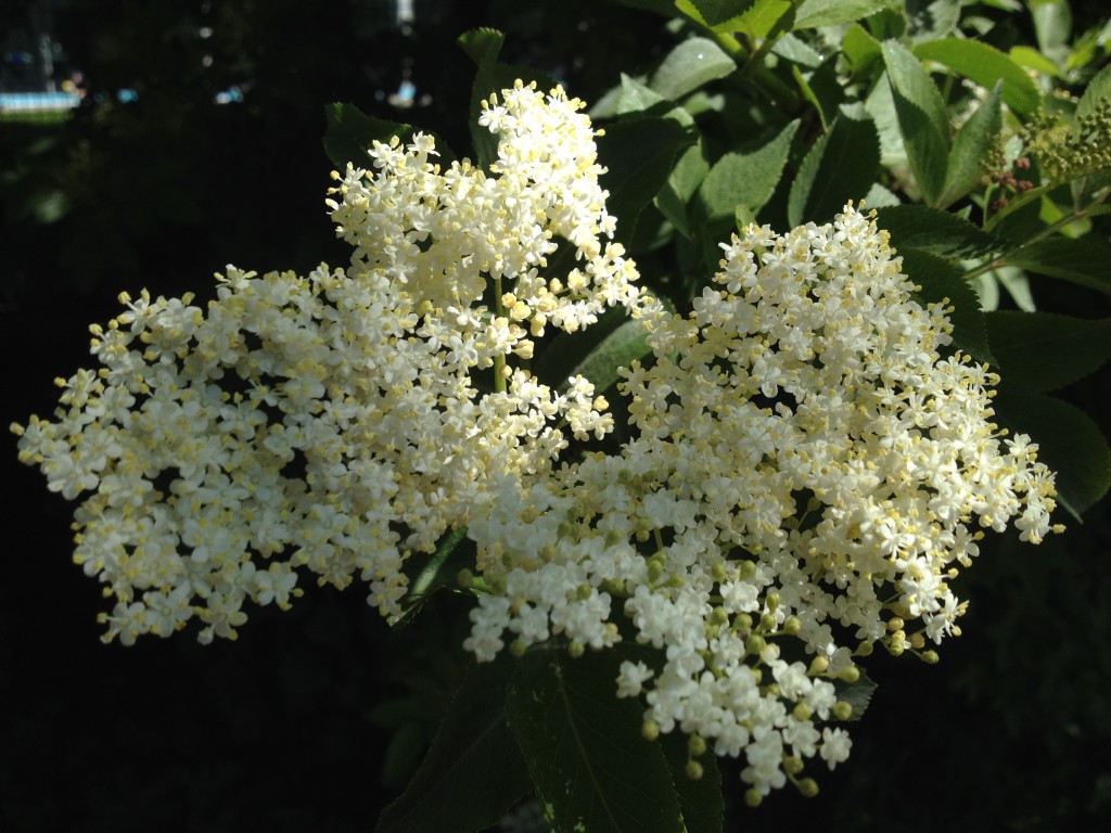 Holunderblüte (Copyright: wilderwegesrand.de)