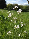 Wiesenschaumkraut (Copyright: wilderwegesrand.de)