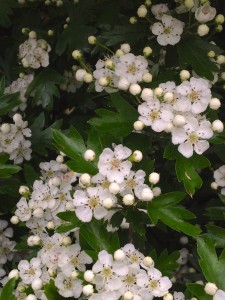 Duftender Tee: Weißdorn-Blüten