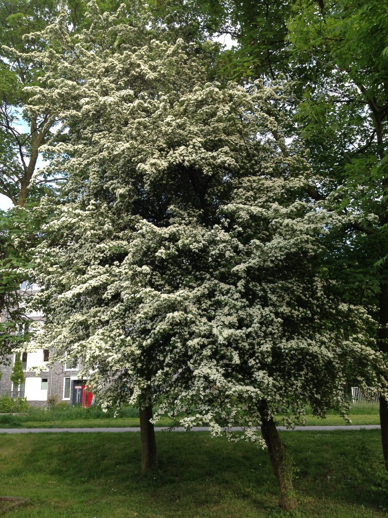 Als hätte es geschneit: Ein blühender Weißdornbaum