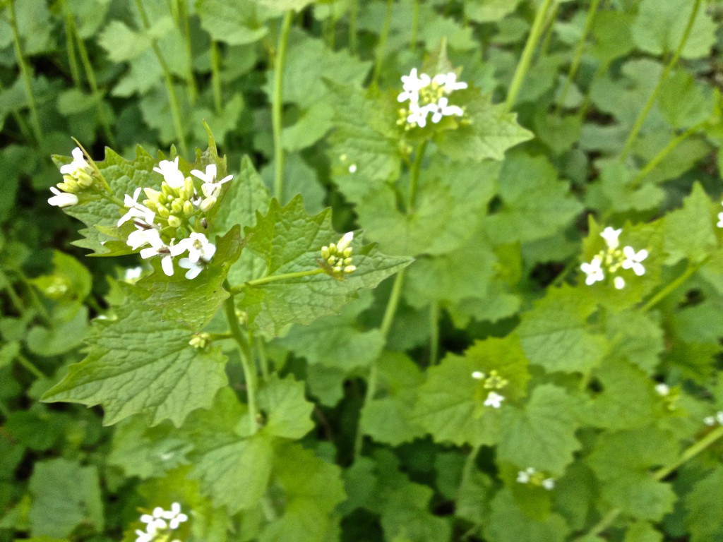 Knoblauchsrauke von oben gesehen (Copyright: wilderwegesrand.de) Knoblauchsrauke von oben gesehen (Copyright: wilderwegesrand.de)