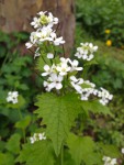 Blüten und Samen der Knoblauchsrauke (Copyright: wilderwegesrand.de)