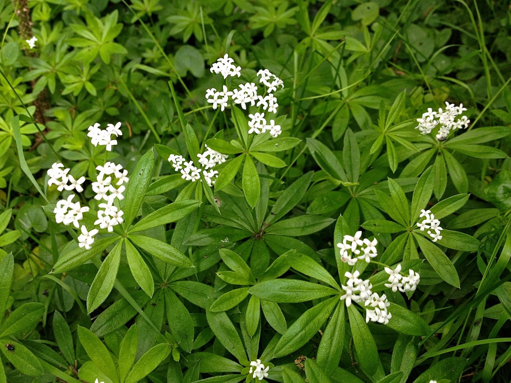 Blühende Waldmeisterpflanzen von oben (Copyright: wilderwegesrand.de)