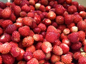 Walderdbeeren (Copyright: wilderwegesrand.de)