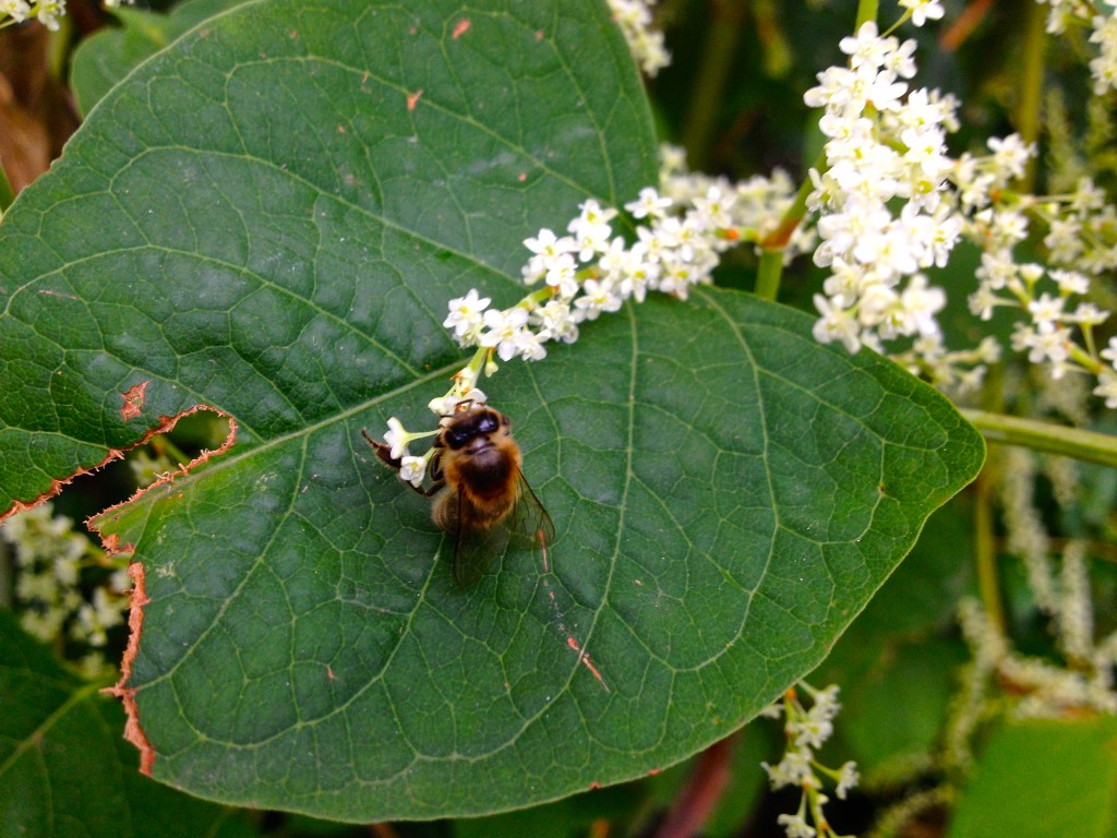 Eine Biene sammelt Pollen von einer Blüte des Japanischen Knöterichs (Copyright: wilderwegesrand.de)