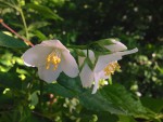 Blühender Jasmin (Copyright: wilderwegesrand.de)