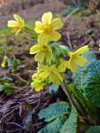 Schlüsselblume (Copyright: wilderwegesrand.de)