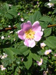 Rosa Heckenrose (Copyright: wilderwegesrand.de)