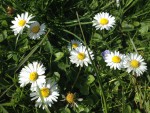 Gänseblümchen auf Wiese (Copyright: wilderwegesrand.de) 