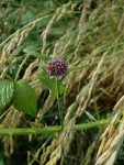 Kohl-Lauch (Copyright: wilderwegesrand.de)