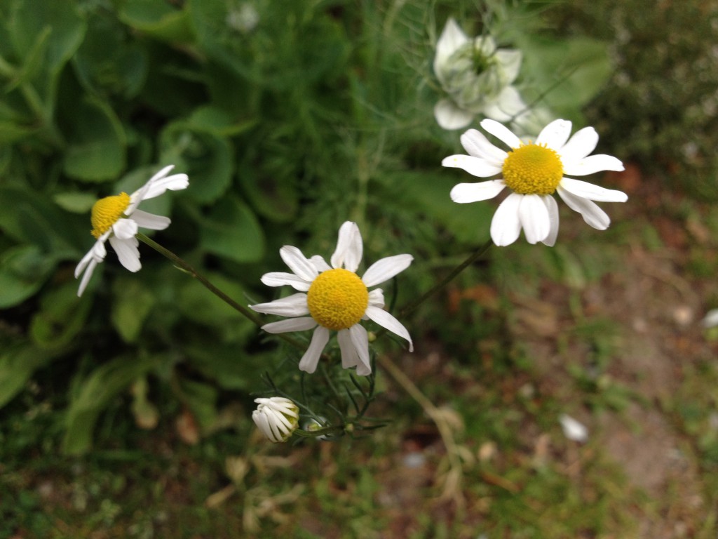 Kamilleblüten (Copyright: wilderwegesrand.de)