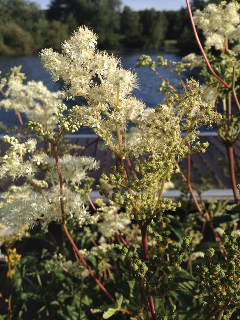 Mädesüßblüten (Copyright: wilderwegesrand.de)