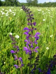 Wiesensalbei (Copyright: wilderwegesrand.de)