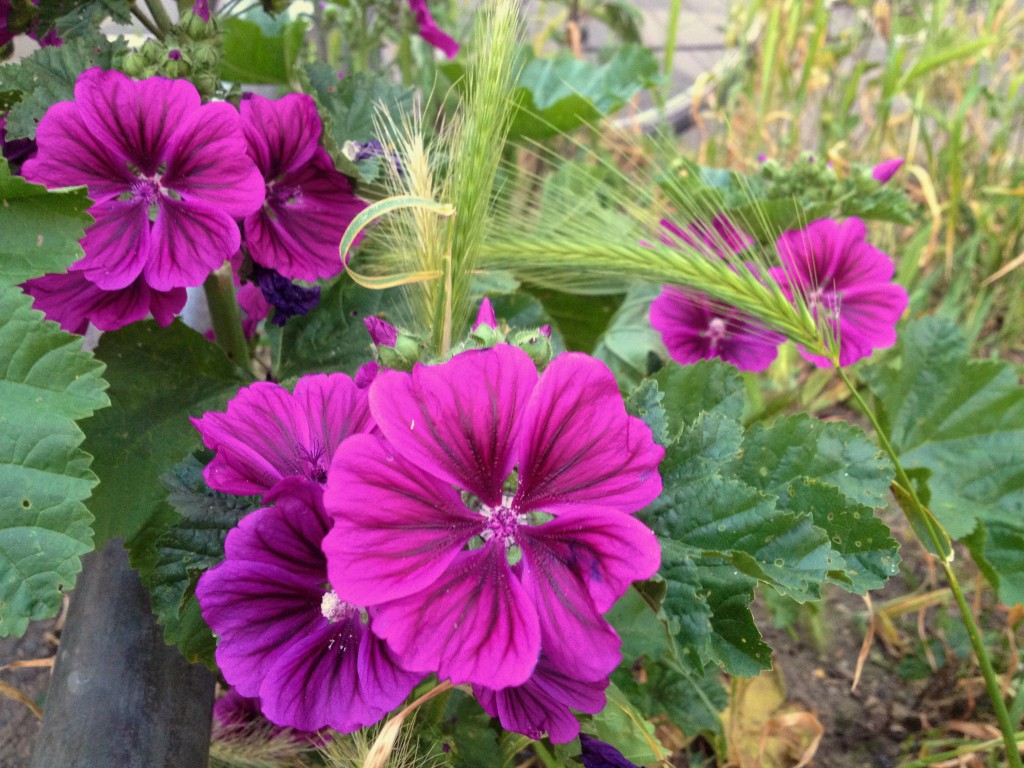 Malvenblüten (Copyright: wilderwegesrand.de)