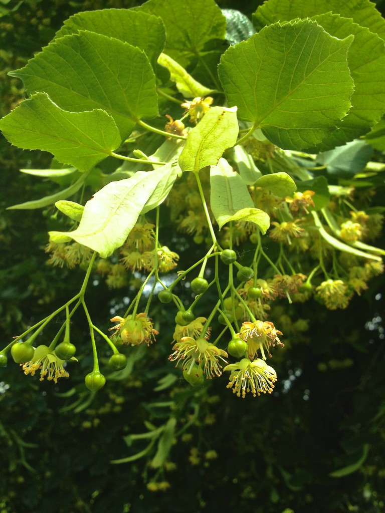 Lindenblüten (Copyright: wilderwegesrand.de)