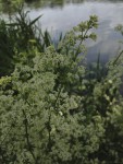 Wiesenlabkraut (Copyright: wilderwegesrand.de)