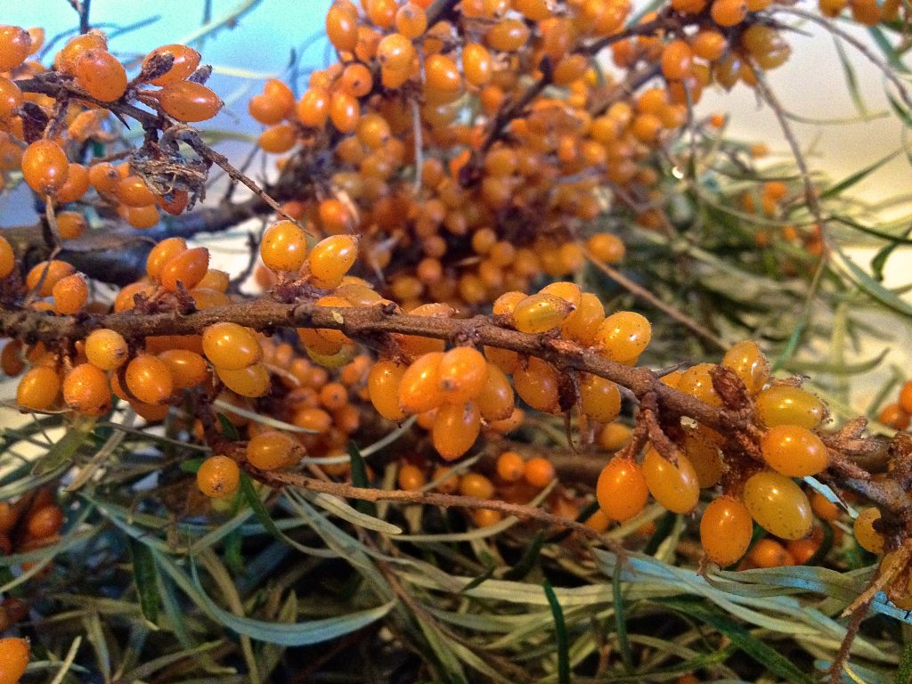 Ast mit Sanddornbeeren (copyright: wilderwegesrand.de)