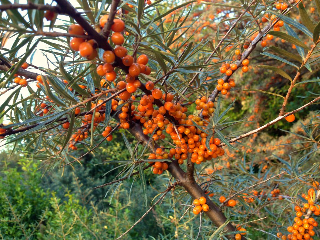 Sanddornbeeren (copyright: wilderwegesrand.de)