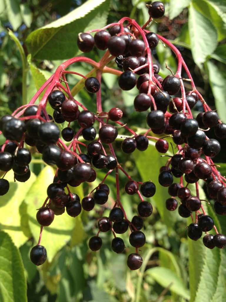 Holunderbeeren (Copyright: wilderwegesrand.de)