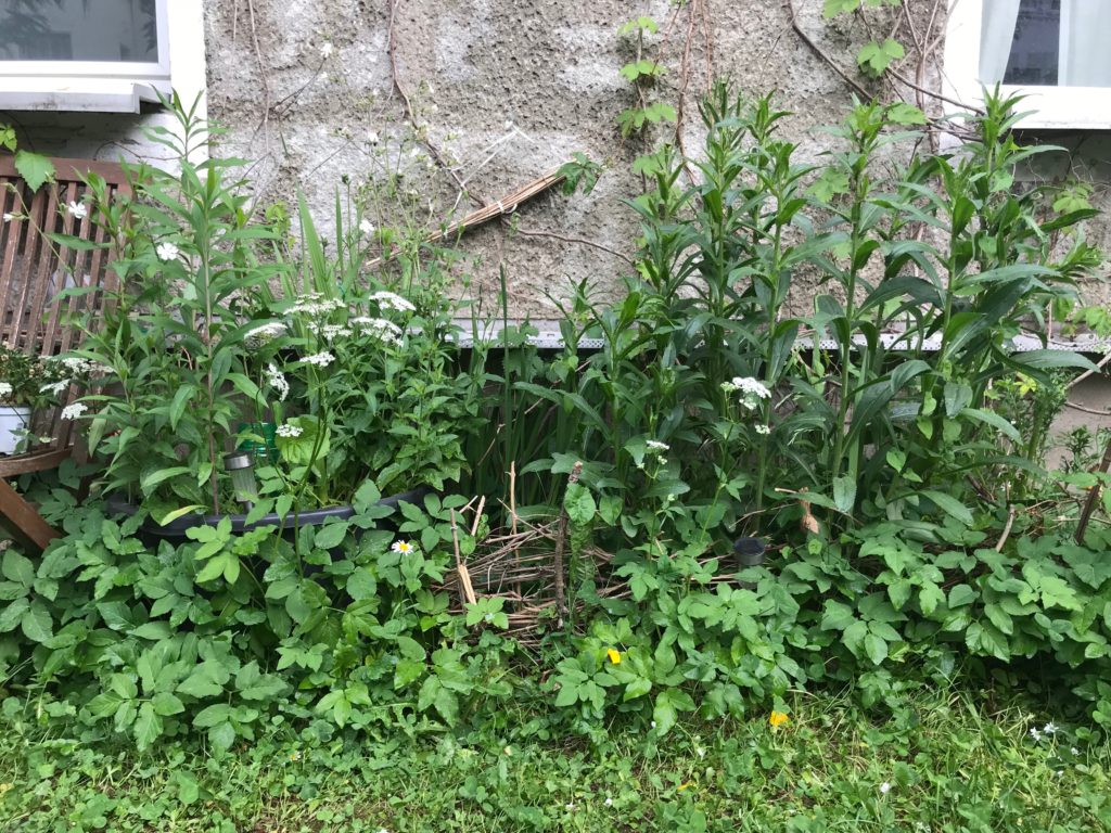 Bündel aus Brennnessel-Stängeln im Garten (Copyright: wilderwegesrand.de)