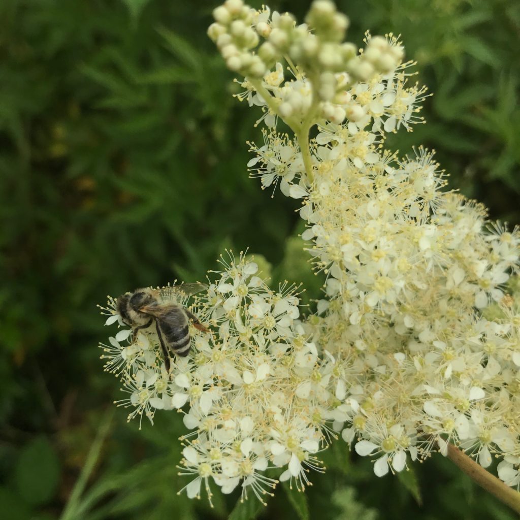 Biene auf einer Mädesüße-Blüten (copyright: wilderwegesrand.de)