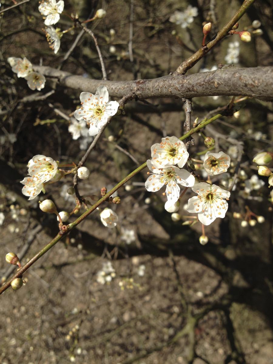 Aus Schlehen-Blüten lässt sich..