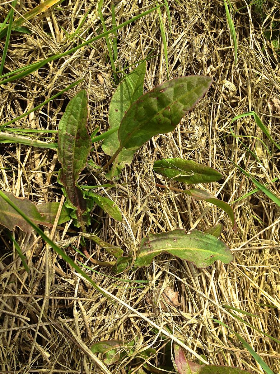 Sammelt man Sauerampfer im Frühling,..   