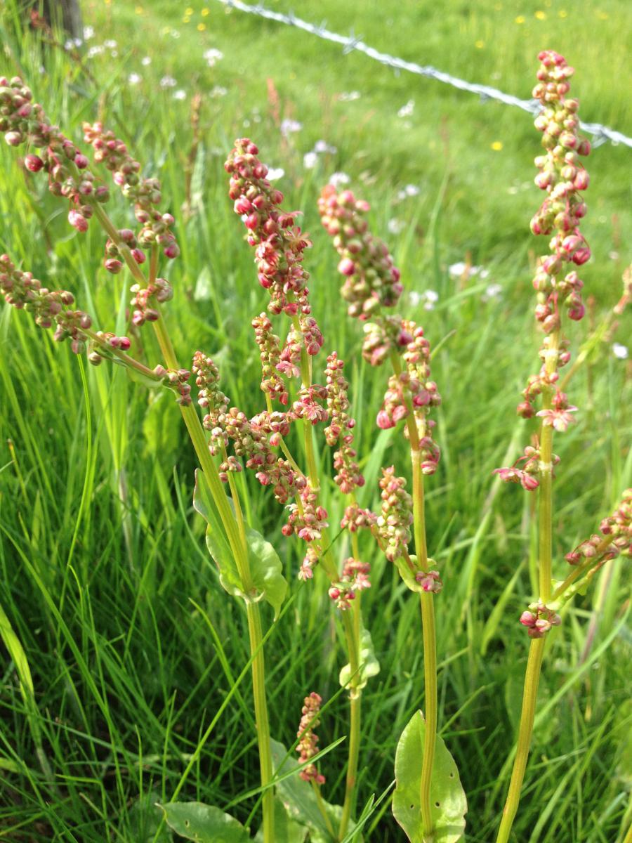 In seiner Blüte ist der Sauerampfer   